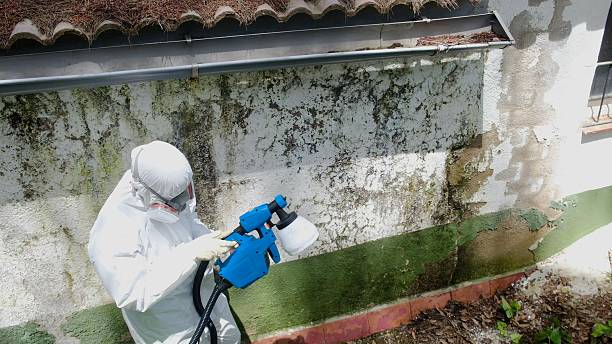 Top rated local Mold Testing specialists in Quincy, FL